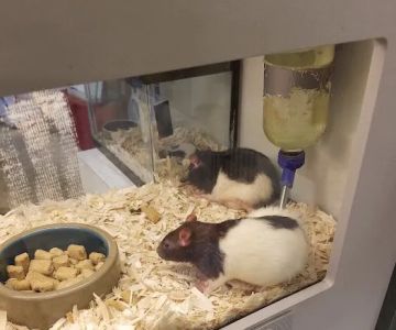 Petland St. Louis