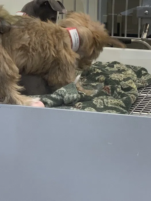 Petland St. Louis 5