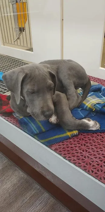 Petland St. Louis 6