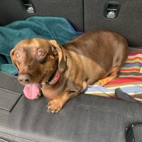Scarsdale Animal Hospital ico