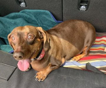 Scarsdale Animal Hospital