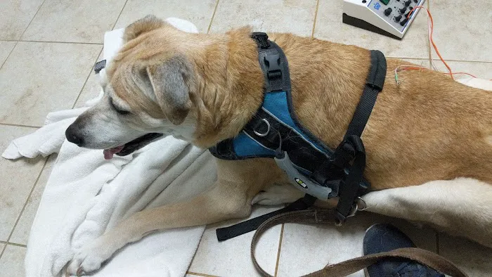 Scarsdale Animal Hospital 4