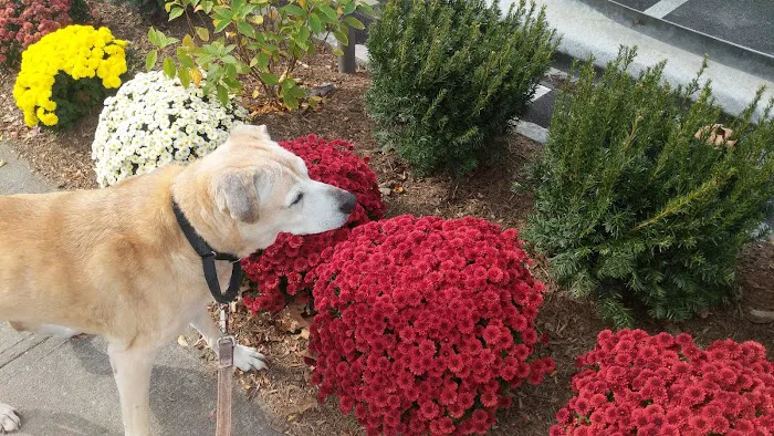 Scarsdale Animal Hospital 8