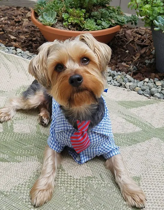 Scarsdale Animal Hospital 5
