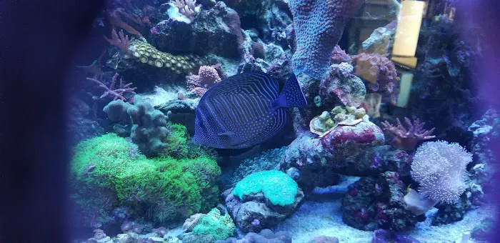 STL Aquatics 2
