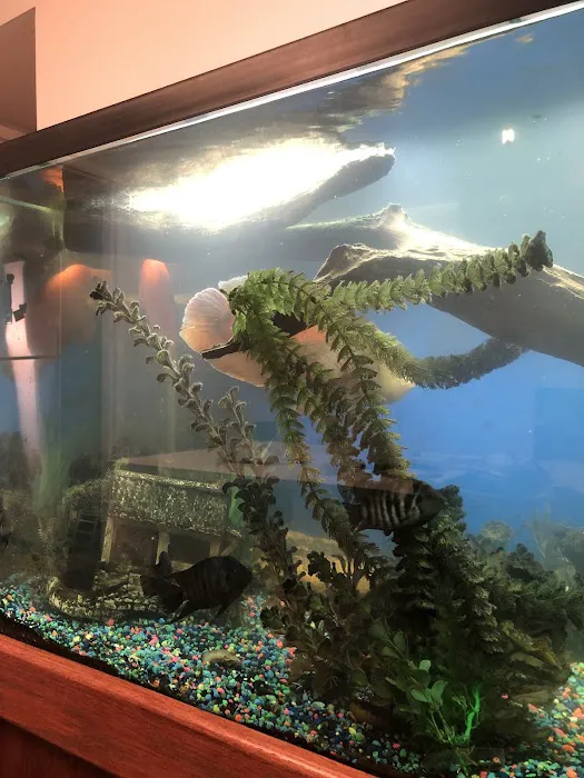 STL Aquatics 3