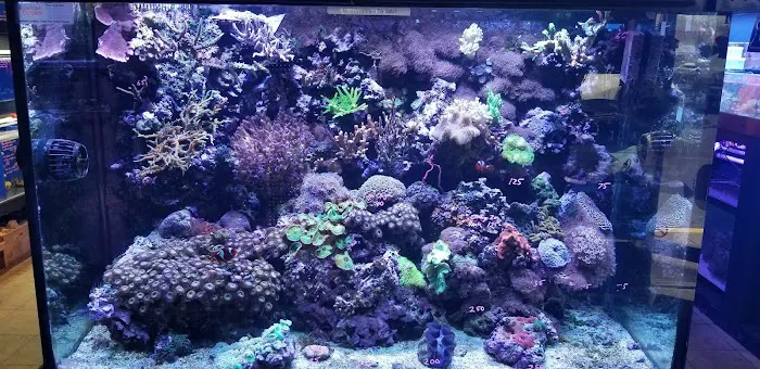 STL Aquatics 8