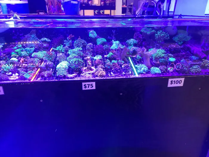 STL Aquatics 10