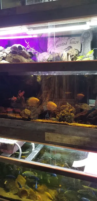 Dave's Cichlids & Water Works 7