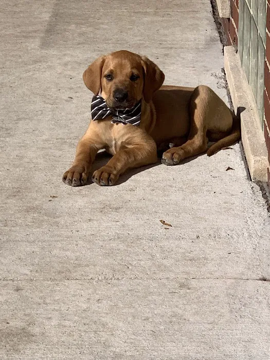 Tail Waggers 1990 1