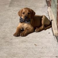 Tail Waggers 1990 ico