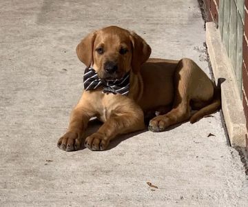 Tail Waggers 1990