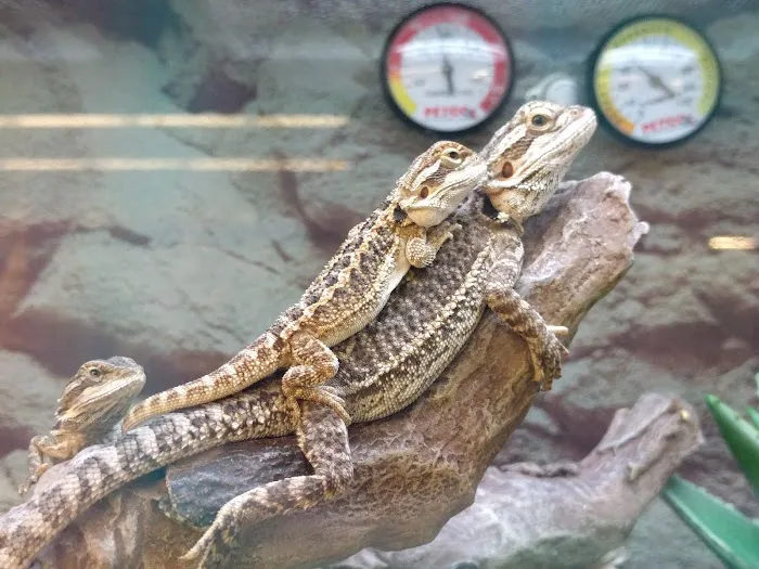 Petco 10