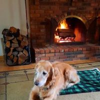 Banfield Pet Hospital ico