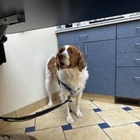 Bloom Animal Hospital ico