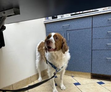 Bloom Animal Hospital