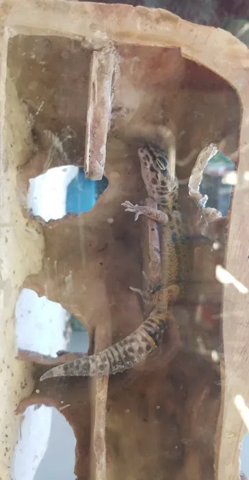 Petco 7
