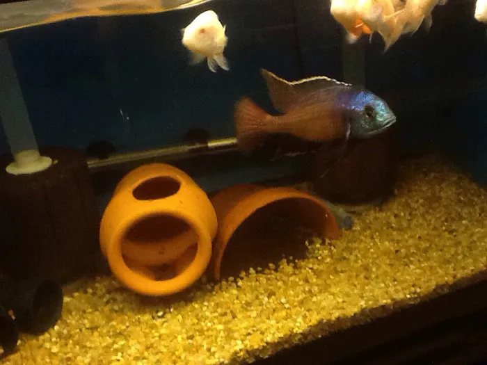 Midwest Tropical Fish llc 7