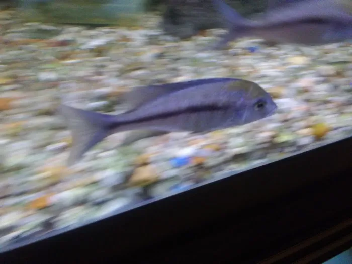 Midwest Tropical Fish llc 6
