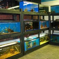Midwest Tropical Fish llc ico