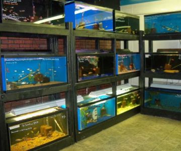 Midwest Tropical Fish llc