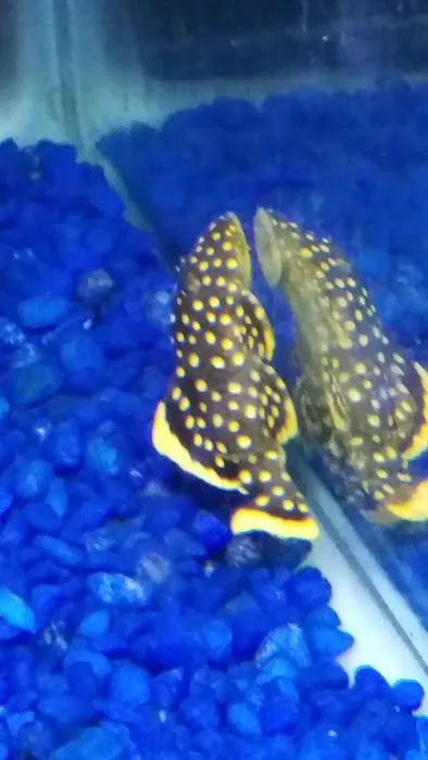 Midwest Tropical Fish llc 9