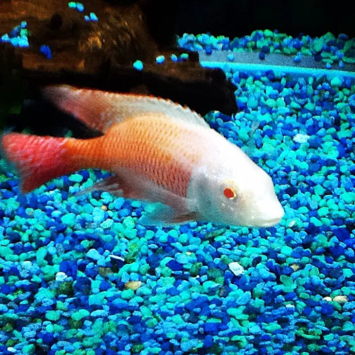 Midwest Tropical Fish llc 4