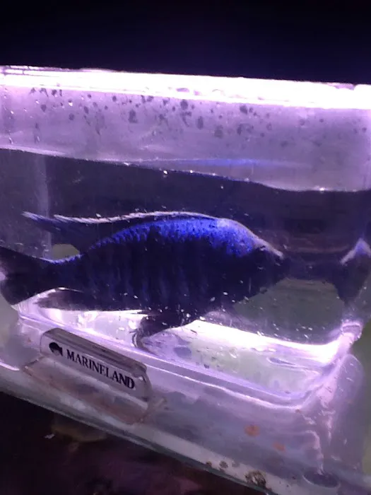 Midwest Tropical Fish llc 10