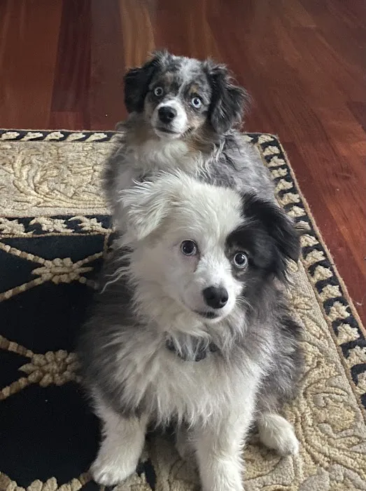 Unleashed Pet Care 8