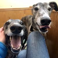 Unleashed Pet Care ico