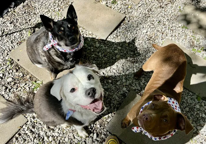 Unleashed Pet Care 3