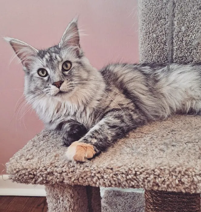 Animal Care Hospital of Livonia 7