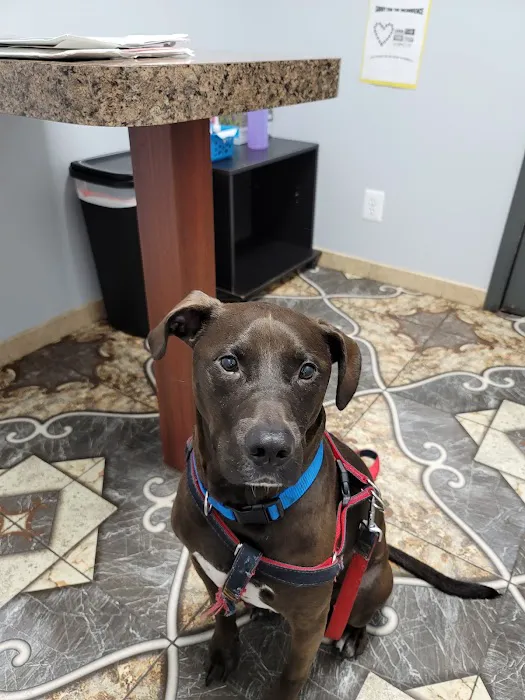 Animal Care Hospital of Livonia 3
