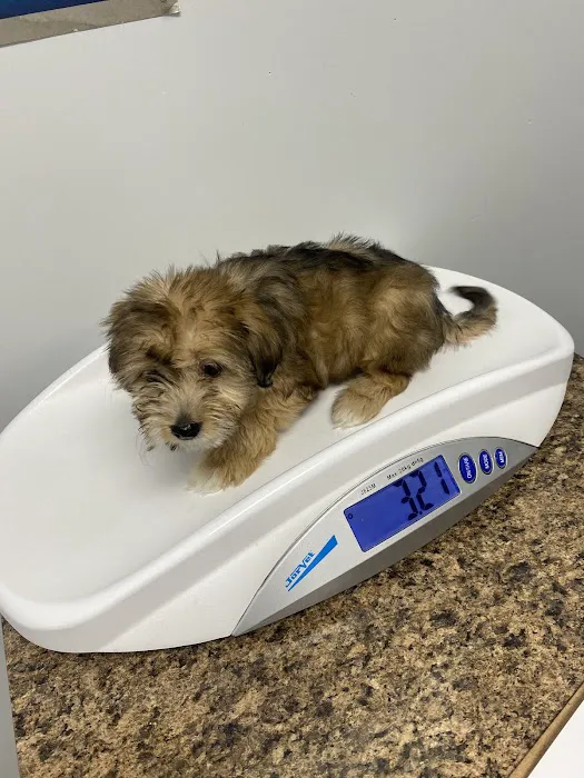 Animal Care Hospital of Livonia 2