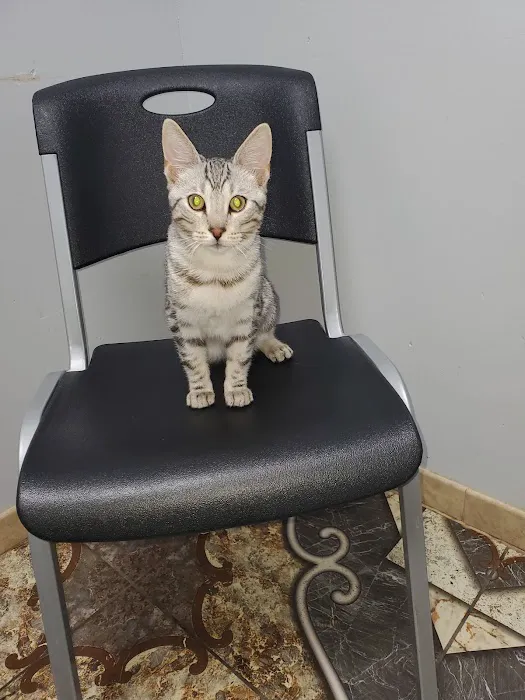 Animal Care Hospital of Livonia 8