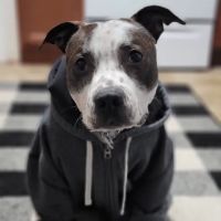 Animal Care Hospital of Livonia ico
