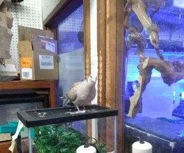 Lynn's Exotics & Aquatics