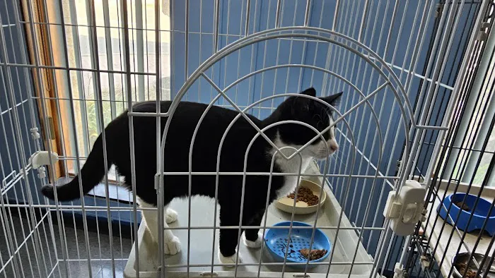 Saint Julians Cat Care 5