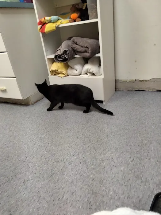 Saint Julians Cat Care 2