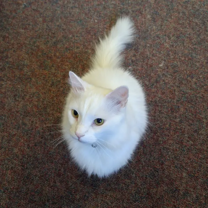 Saint Julians Cat Care 6