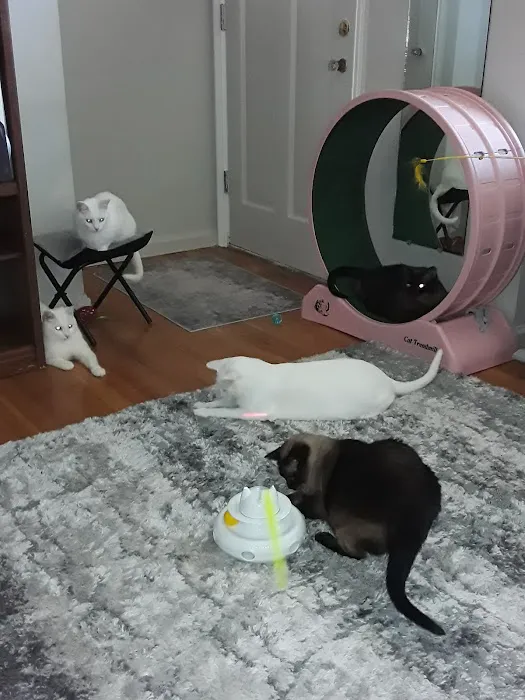 Saint Julians Cat Care 8