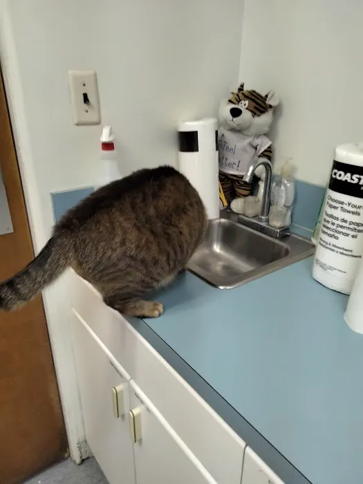 Saint Julians Cat Care 3
