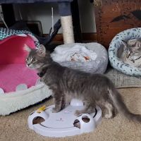 Saint Julians Cat Care ico