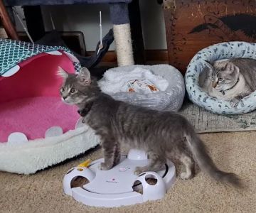 Saint Julians Cat Care