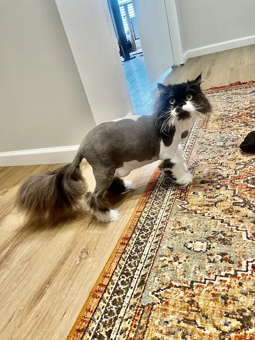 Saint Julians Cat Care 4