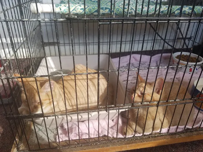 Saint Julians Cat Care 7