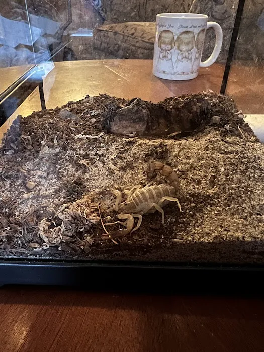 Show Me Reptile Shop 6