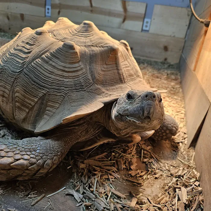 Show Me Reptile Shop 7