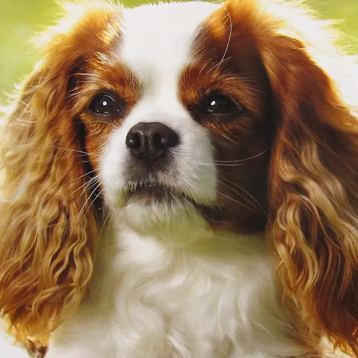 VetSelect Animal Hospital of Dearborn Heights 4