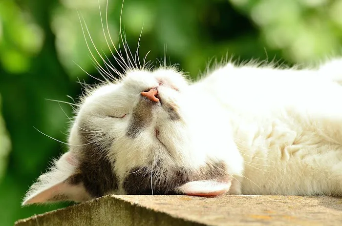 VetSelect Animal Hospital of Dearborn Heights 3
